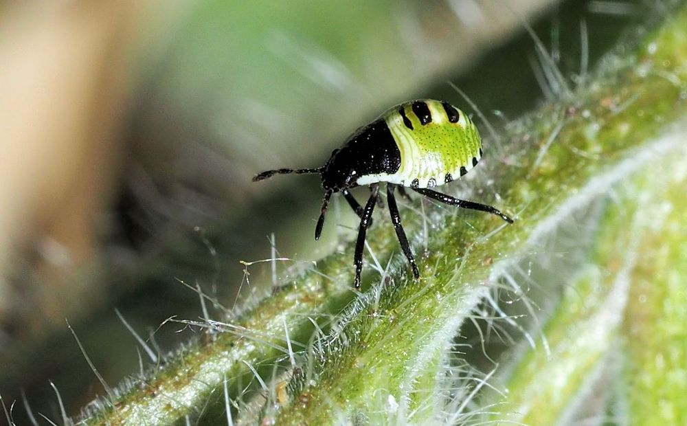Wanzi unterwegs.... Foto & Bild natur, insekt, insekten Bilder auf