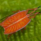 Wanzze aus dem Tropischen Regenwald von BorneoDSC_7301