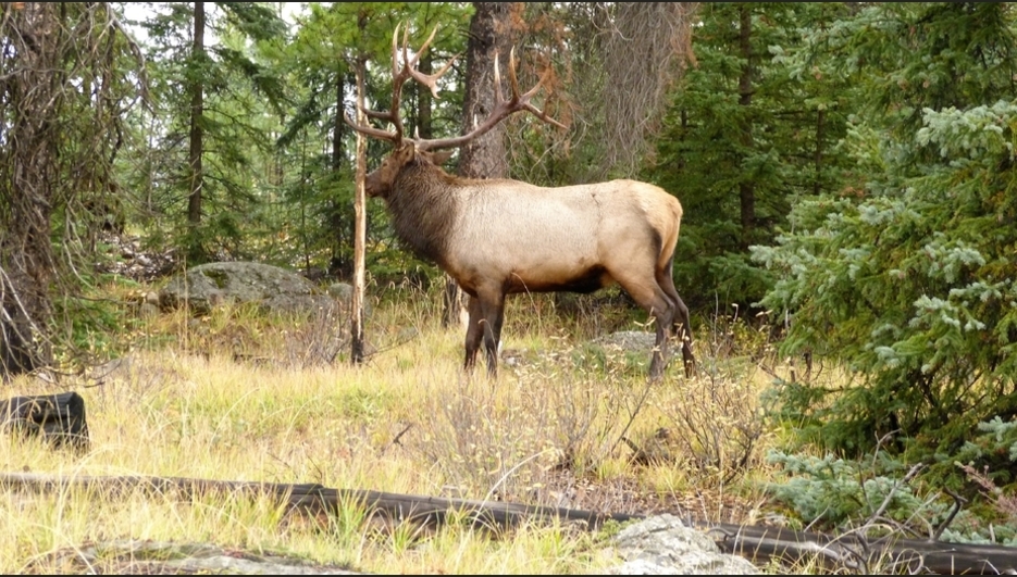 wapiti