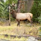 wapiti