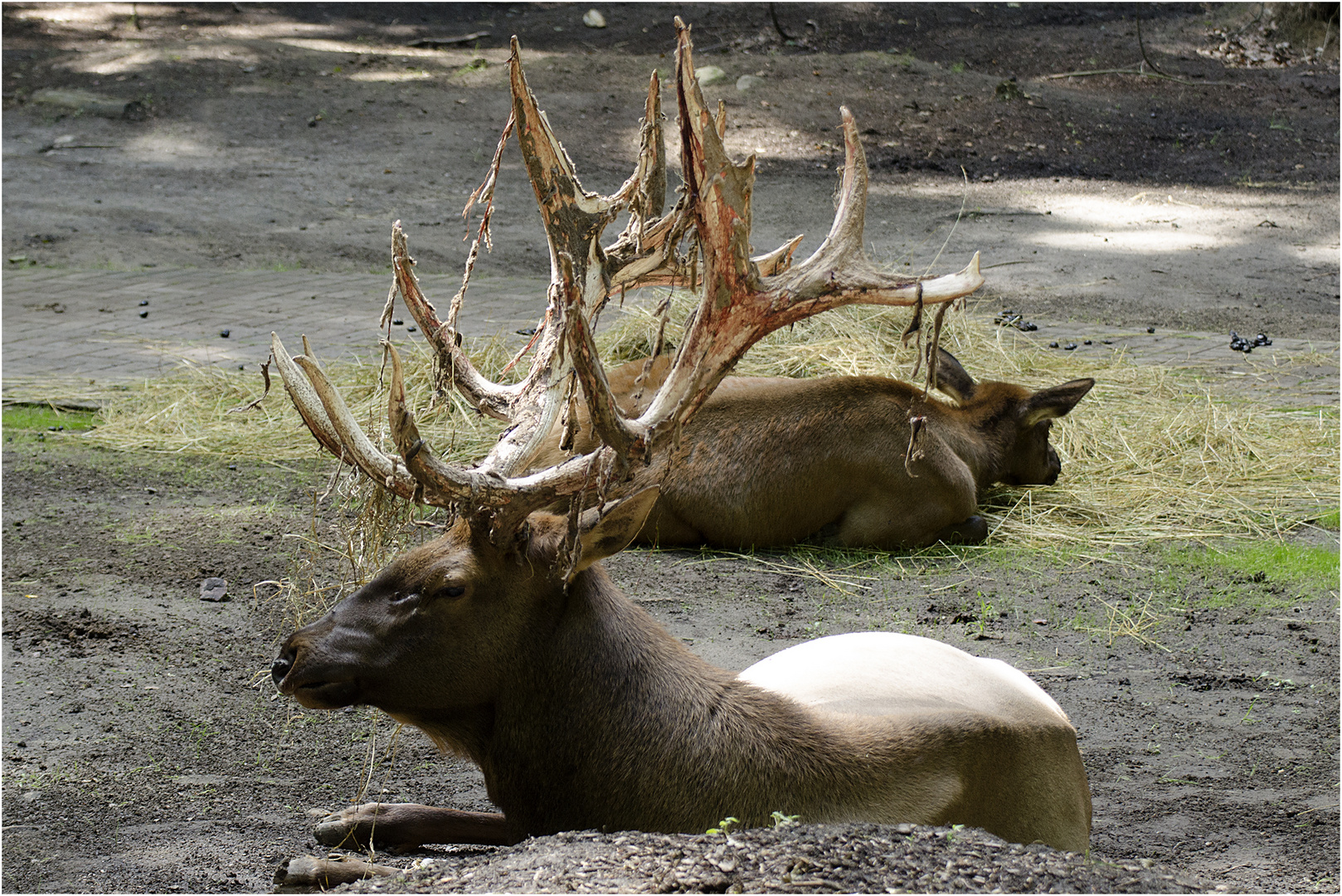 Wapiti Foto & Bild deutsche zoos, natur, tiere Bilder auf
