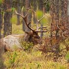 Wapiti