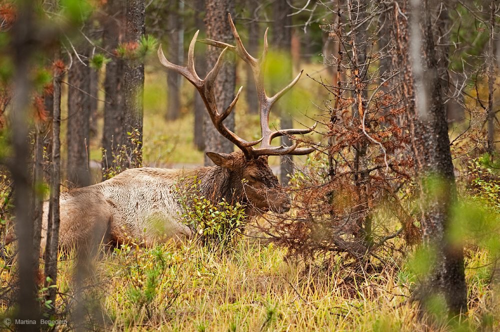 Wapiti