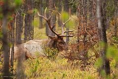 Wapiti