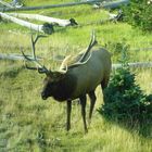 Wapiti