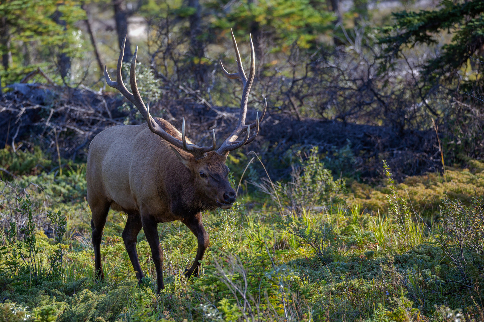 Wapiti