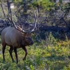 Wapiti