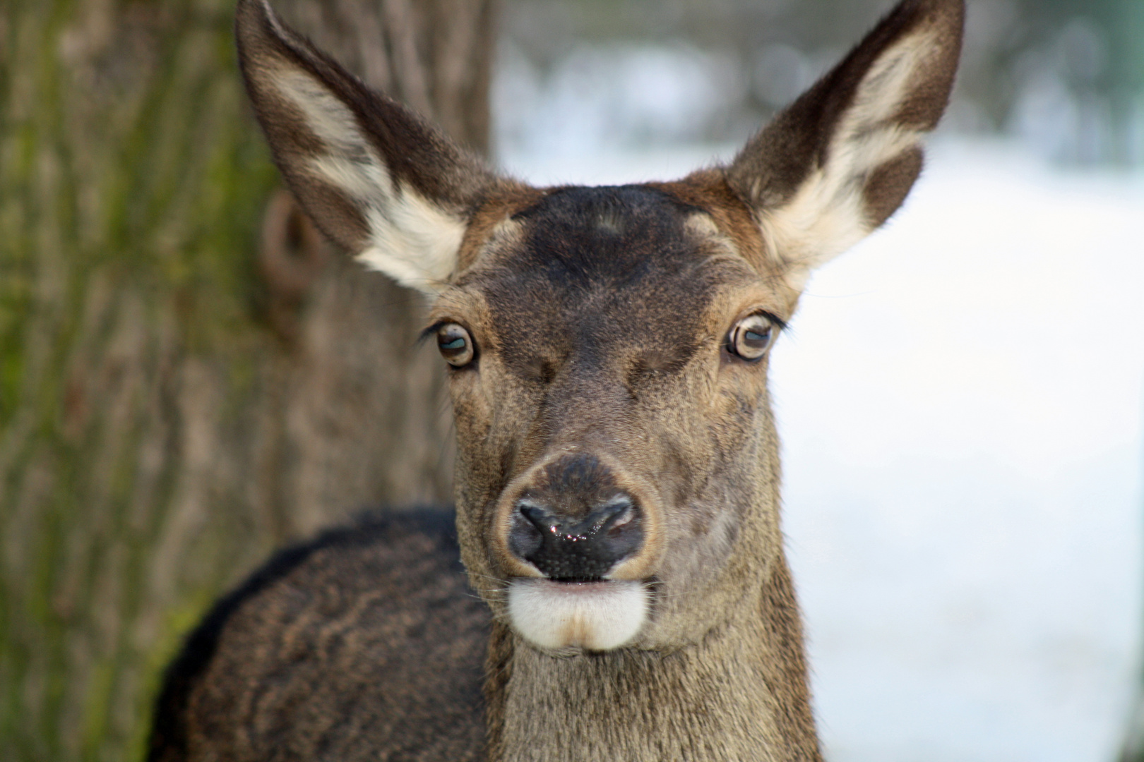 Wapiti