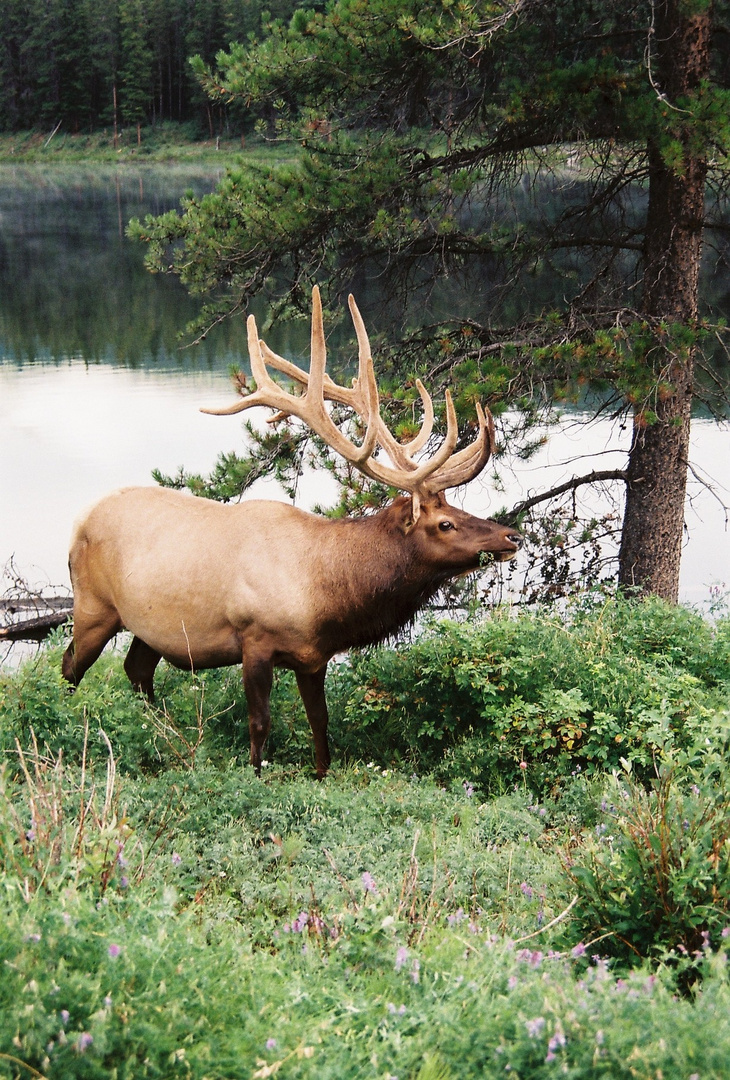 Wapiti