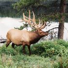 Wapiti