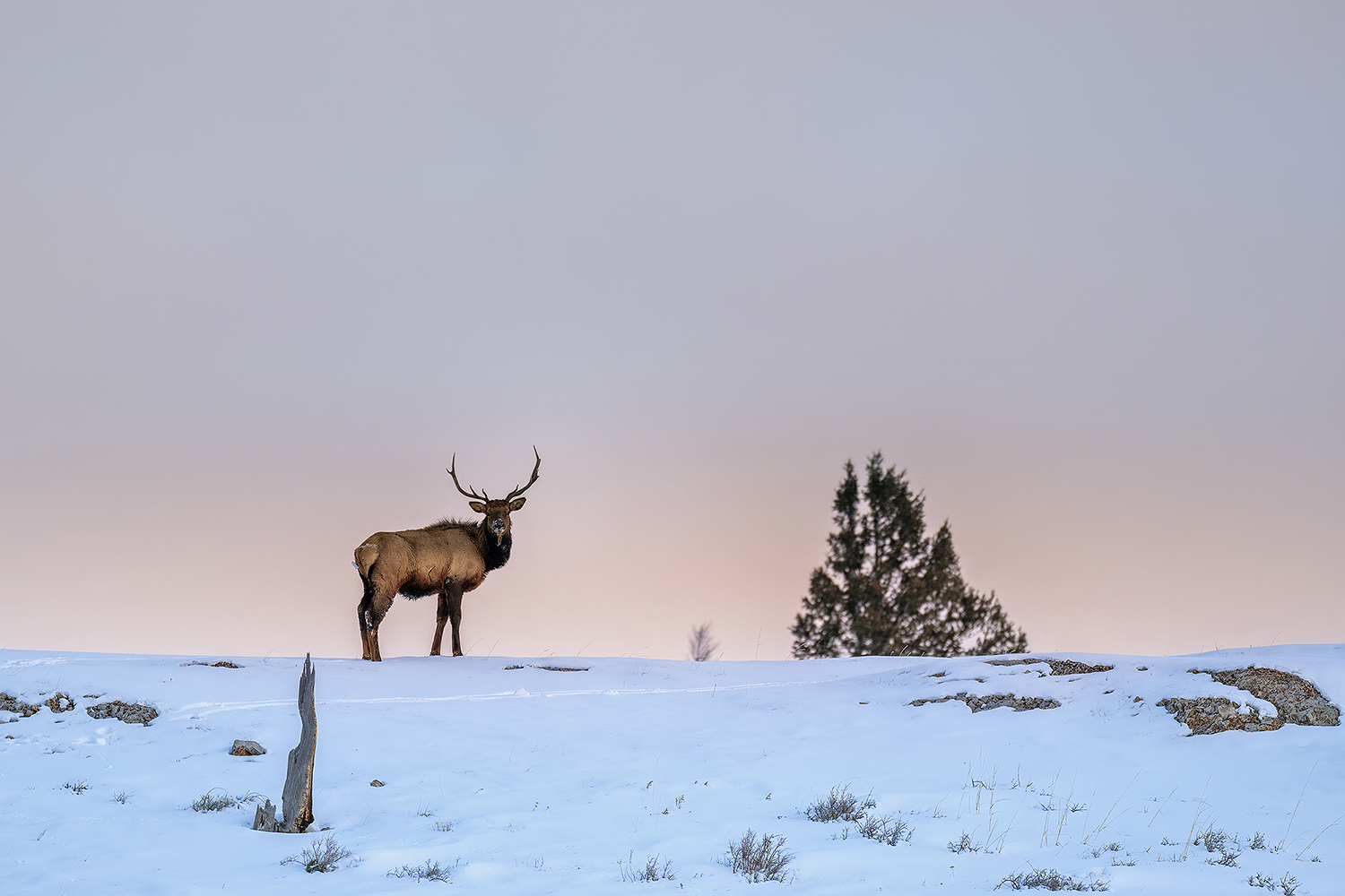 Wapiti Foto & Bild north america, united states, national parks
