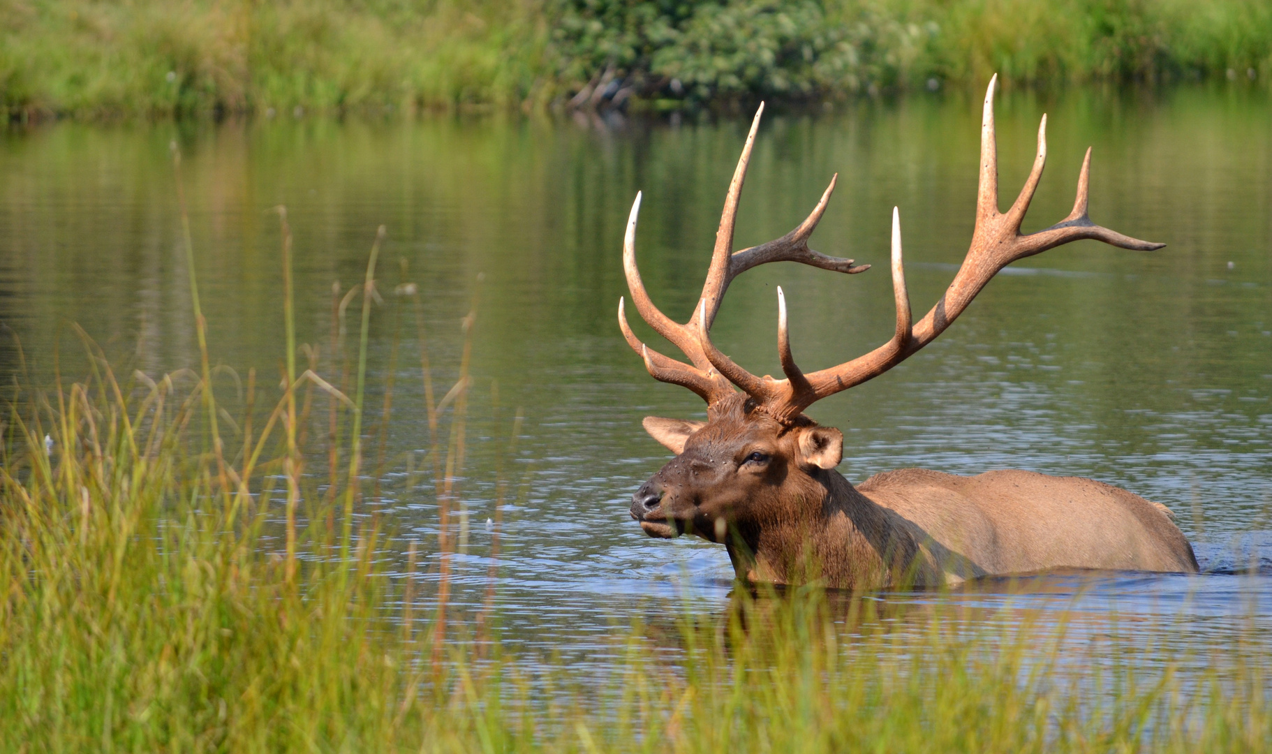 Wapiti