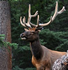 Wapiti