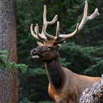 Wapiti