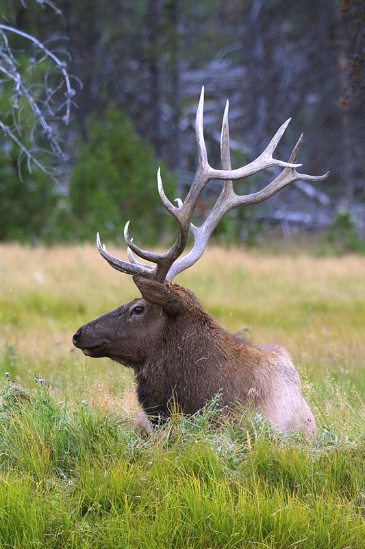 Wapiti