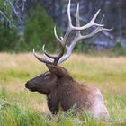 Wapiti