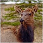 Wapiti