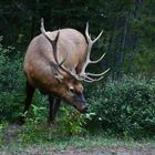 Wapiti