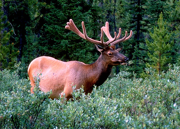 Wapiti