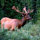 Wapiti