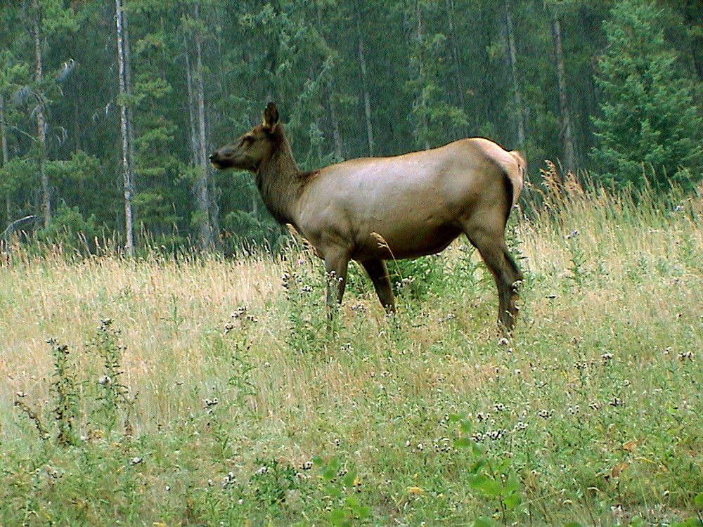 Wapiti Alttier im Jasper Nationalpark