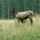 Wapiti Alttier im Jasper Nationalpark