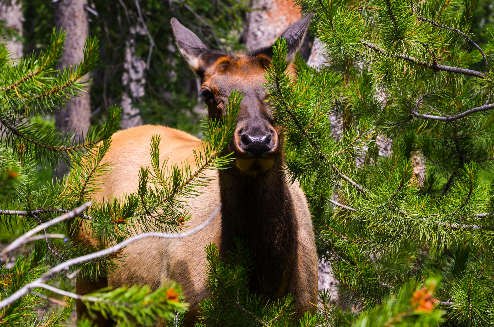 Wapiti-Alttier im Yellowstone Nationalpark