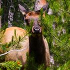 Wapiti-Alttier im Yellowstone Nationalpark