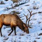 Wapiti auf Futtersuche