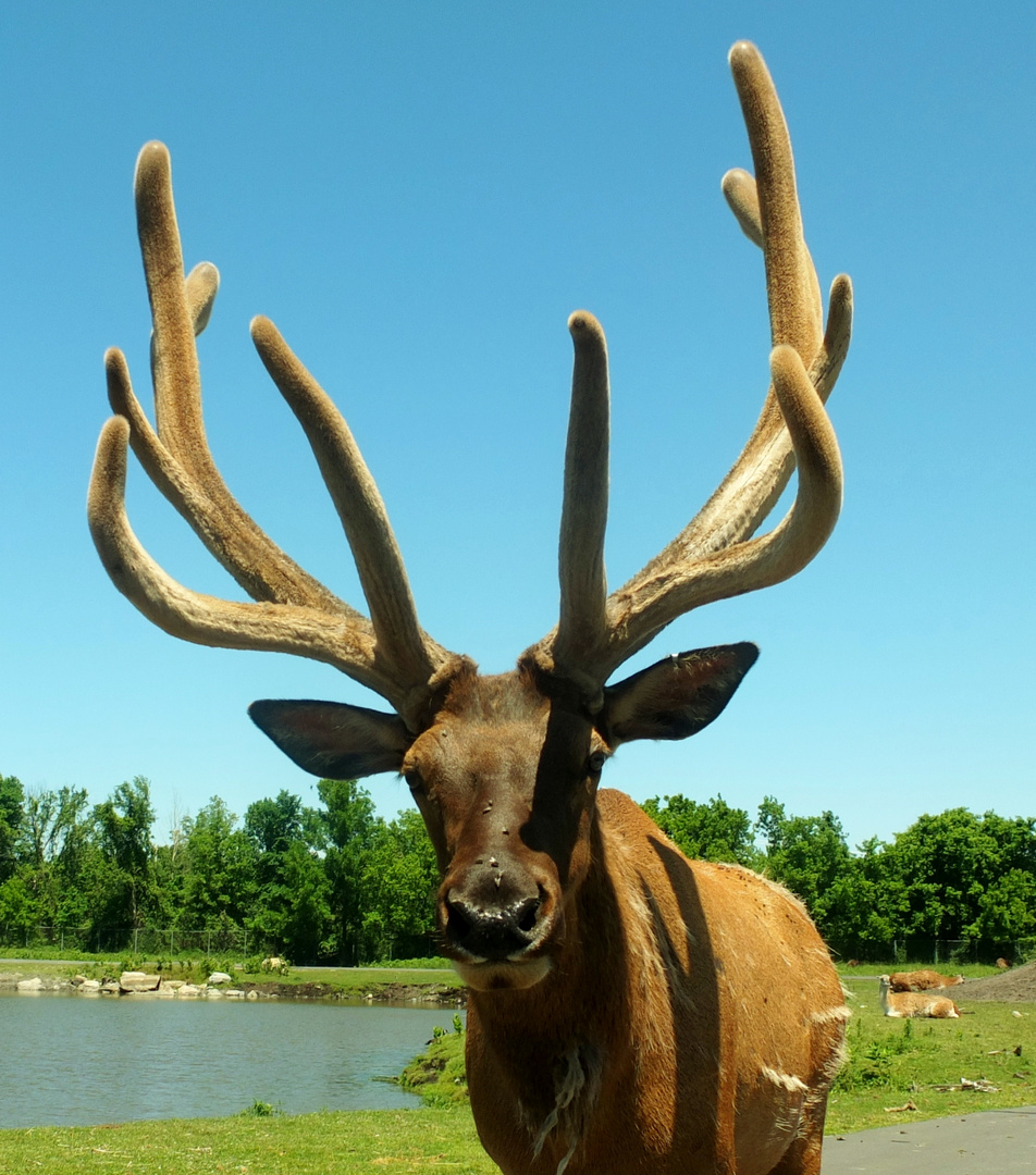 Wapiti aux bois de velour