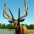 Wapiti aux bois de velour