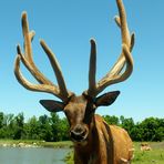 Wapiti aux bois de velour