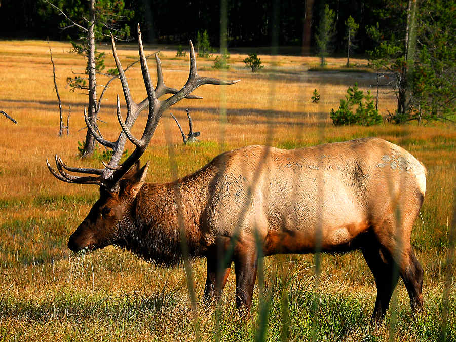 Wapiti