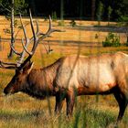 Wapiti