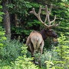 Wapiti-Bulle