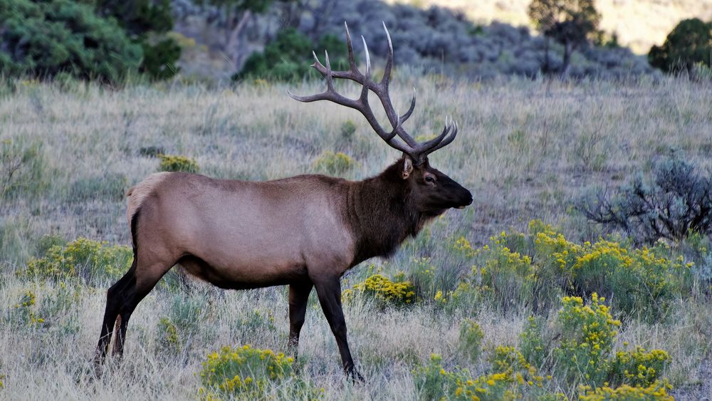 ...wapiti Foto & Bild north america, united states, stillleben Bilder
