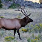 ...wapiti