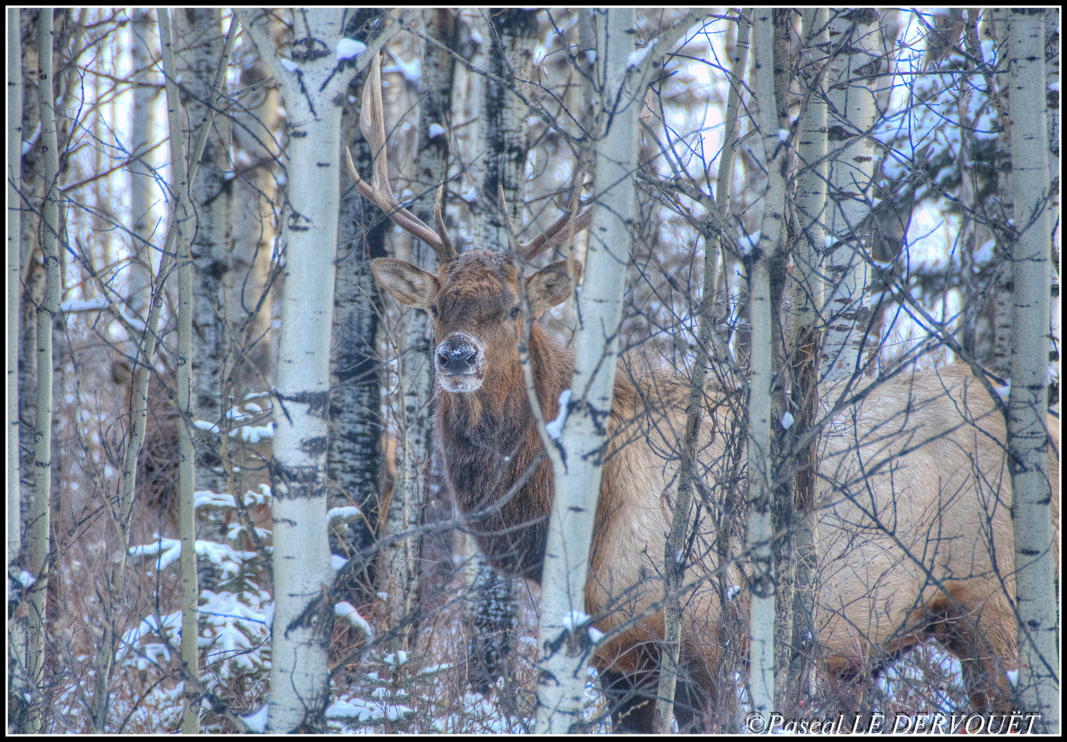 Wapiti . Canada . rocky mountain .