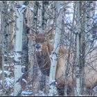 Wapiti . Canada . rocky mountain .