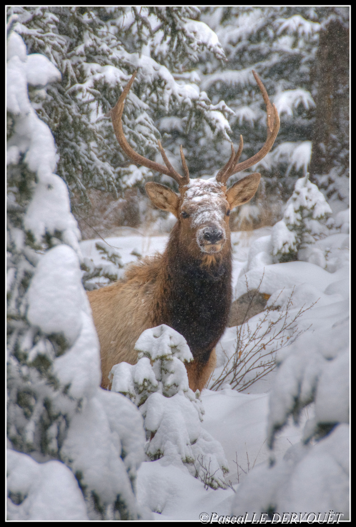 Wapiti . Canada . Rocky mountain .