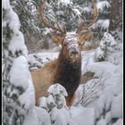 Wapiti . Canada . Rocky mountain .