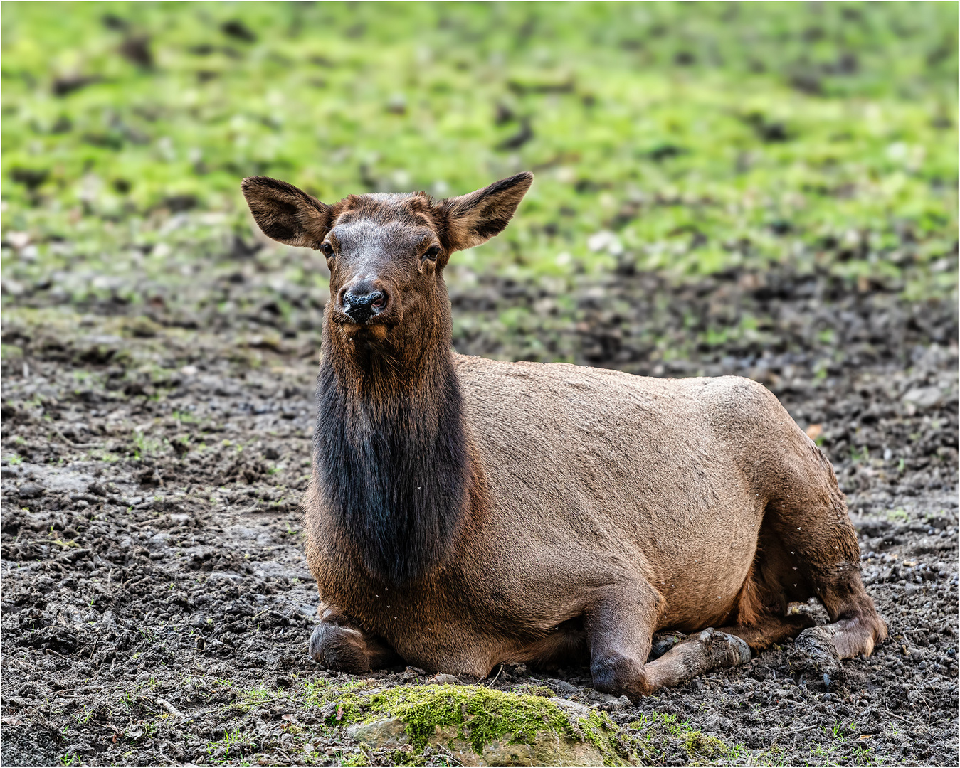 Wapiti