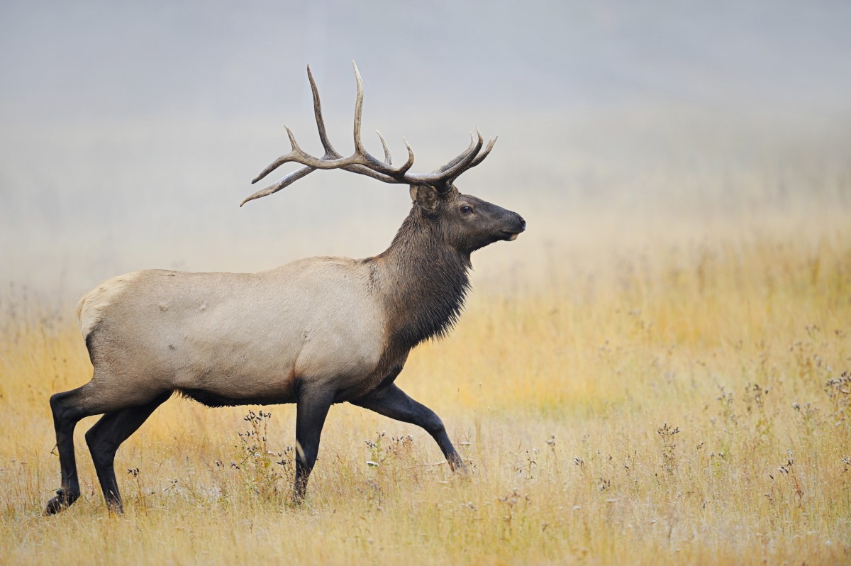 Wapiti (Cervus canadensis)