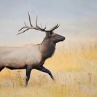 Wapiti (Cervus canadensis)