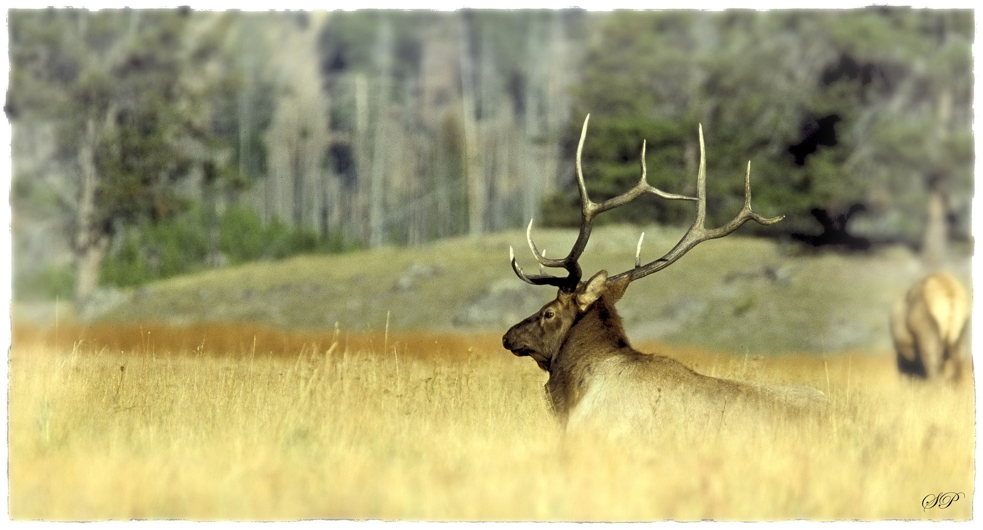 Wapiti