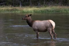 Wapiti