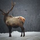 Wapiti