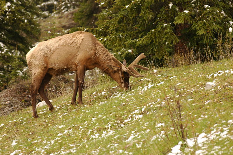 wapiti eating