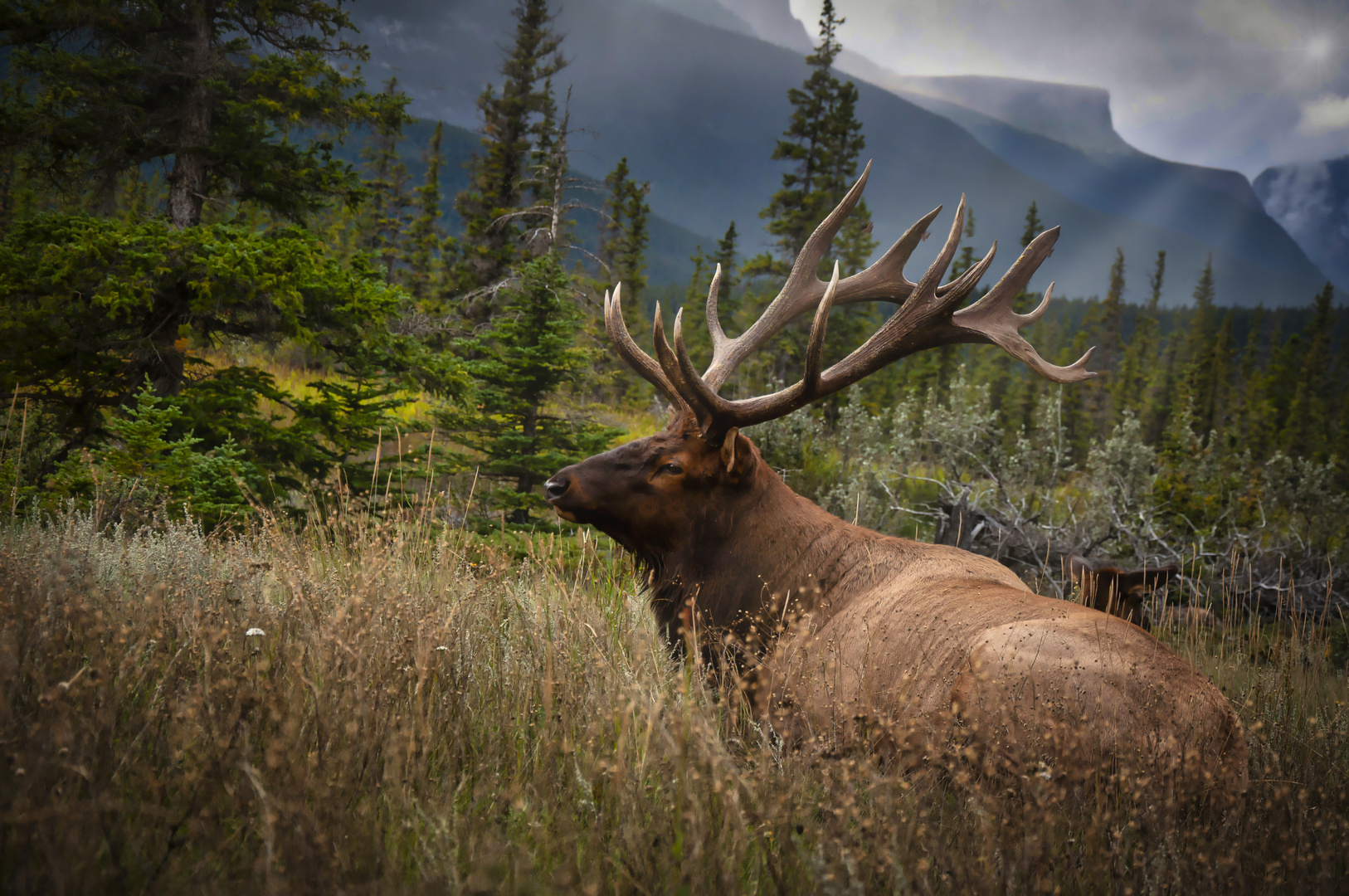 Wapiti