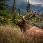 Wapiti